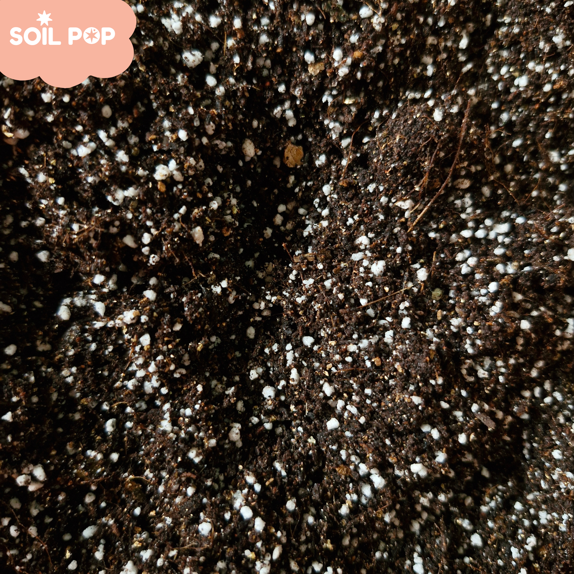 Close-up texture of Soil Pop seed starting mix showing cocopeat and perlite granules