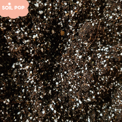 Close-up texture of Soil Pop seed starting mix showing cocopeat and perlite granules